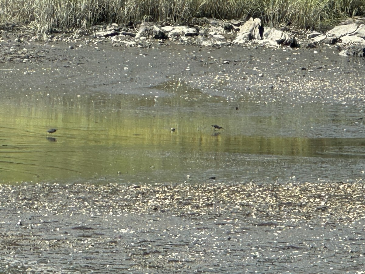 Green Heron - ML622921314