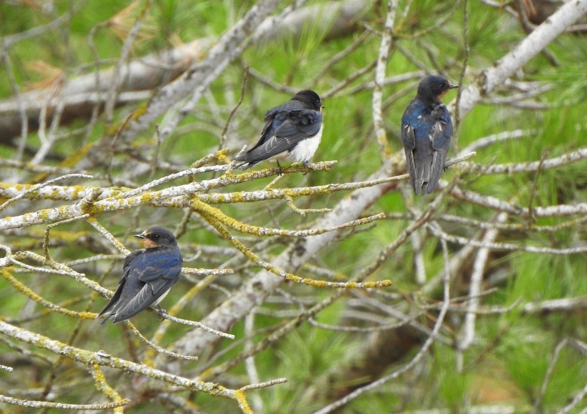 Barn Swallow - ML622921315