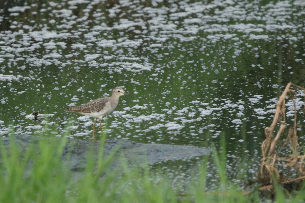 Green Sandpiper - ML622921372