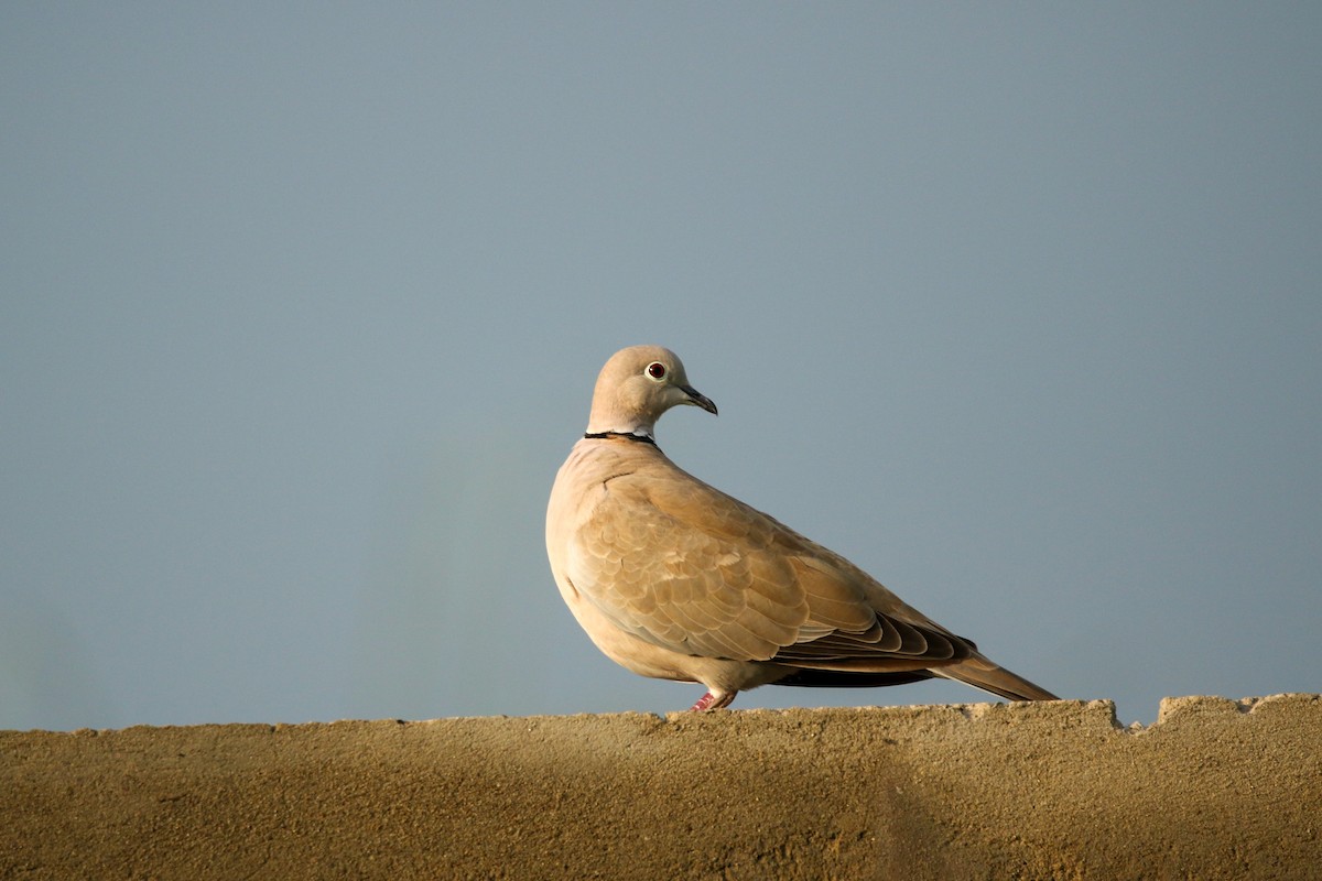 Eurasian Collared-Dove - ML622921378