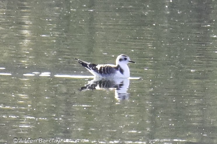 Little Gull - Aileen Barclay