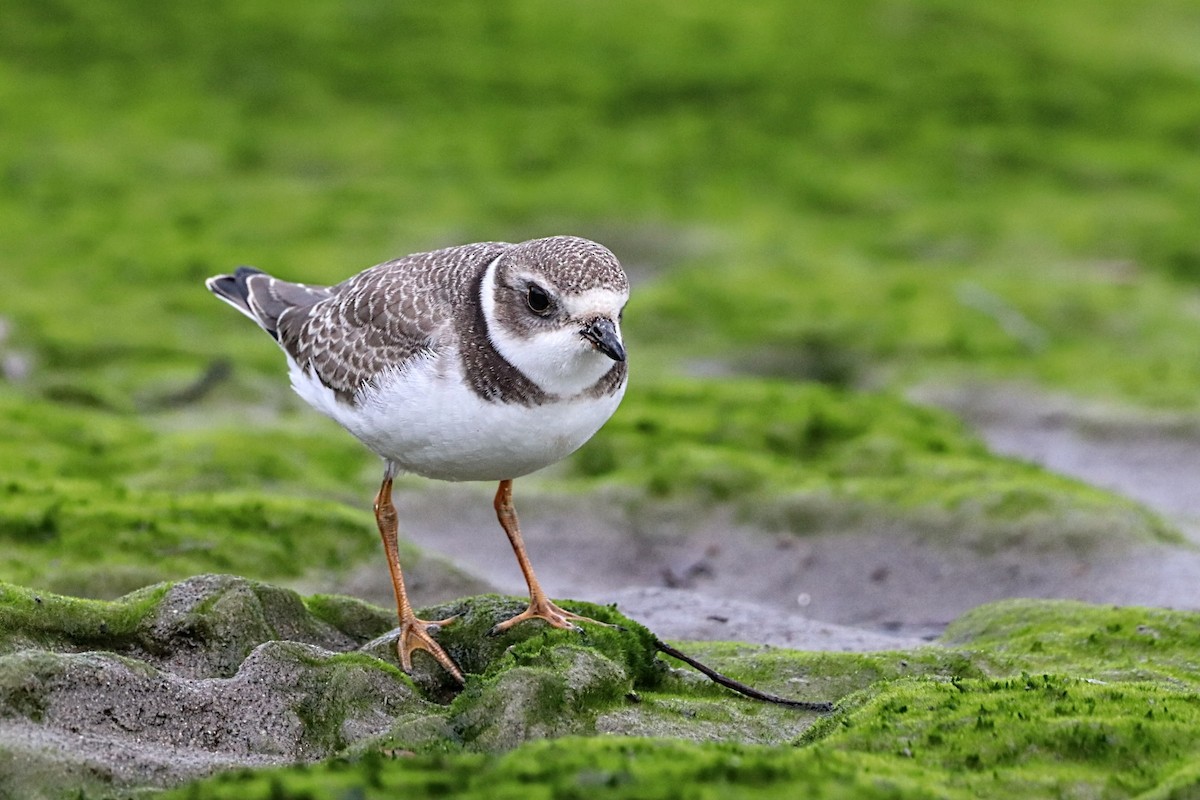 eBird Checklist - 25 Aug 2024 - Pointe de Maizerets - 42 species