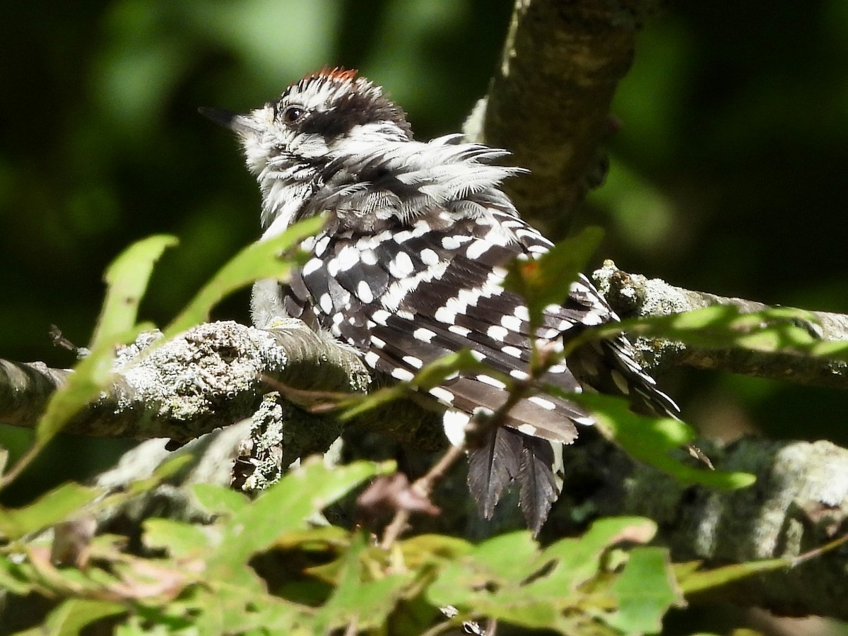 Downy Woodpecker - ML622921510