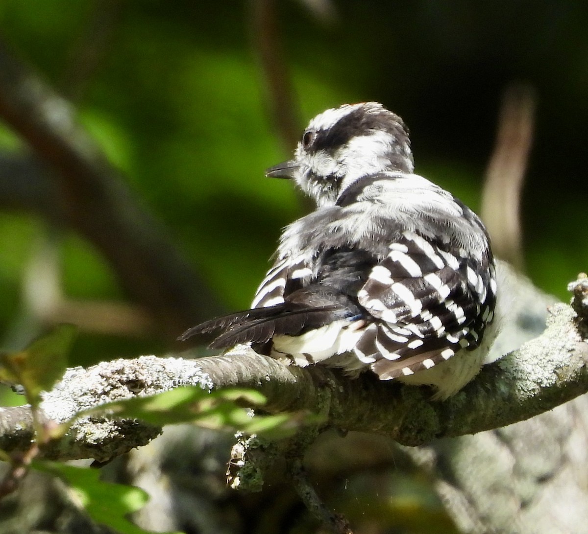 Downy Woodpecker - ML622921512