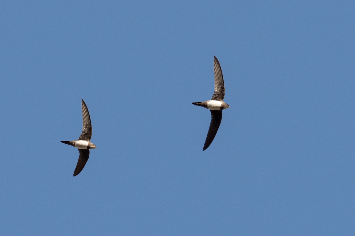 סיס הרים - ML622921561