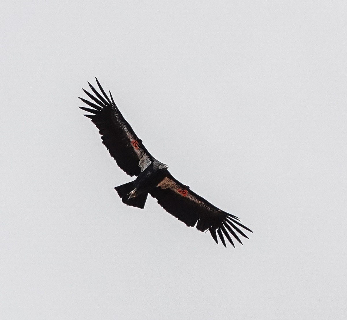 California Condor - ML622921647