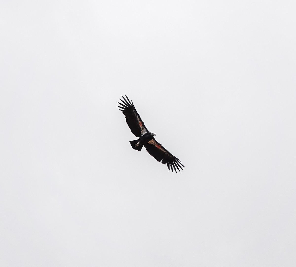 California Condor - ML622921648