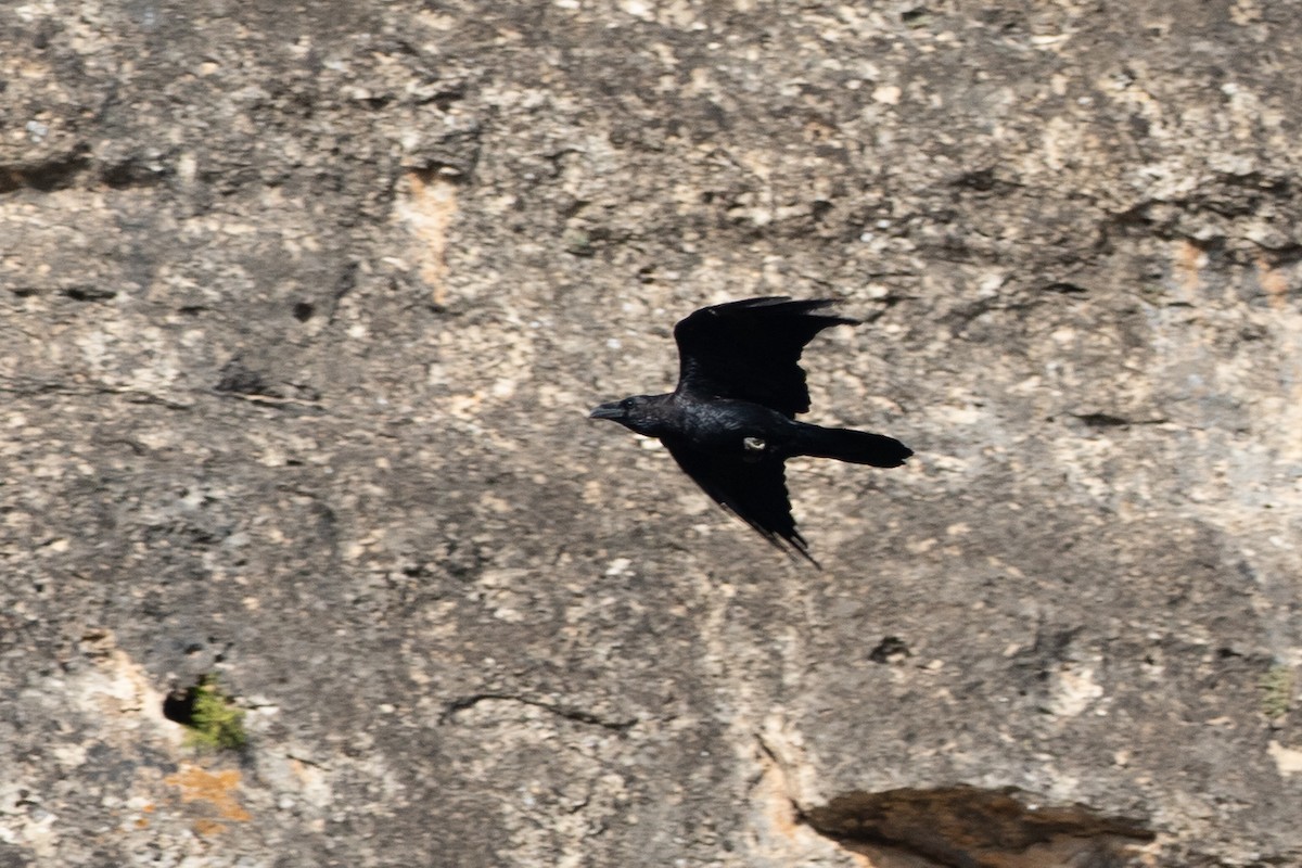 עורב שחור - ML622921743