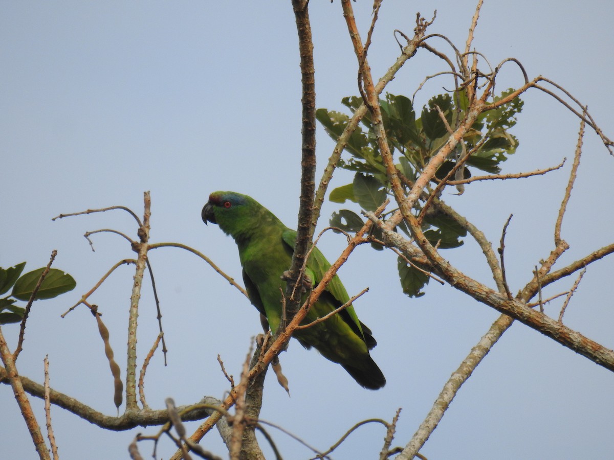 Festive Parrot (Southern) - ML622921767