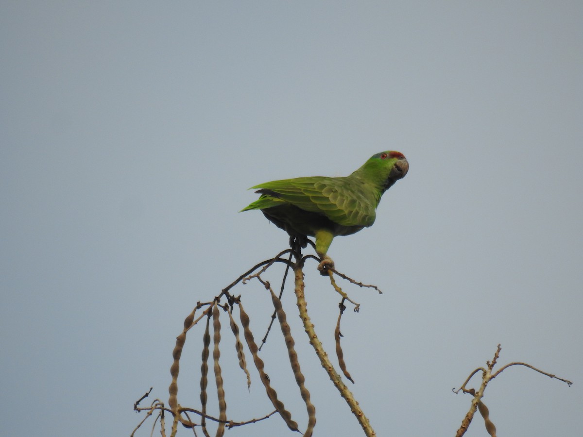 Festive Parrot (Southern) - ML622921768