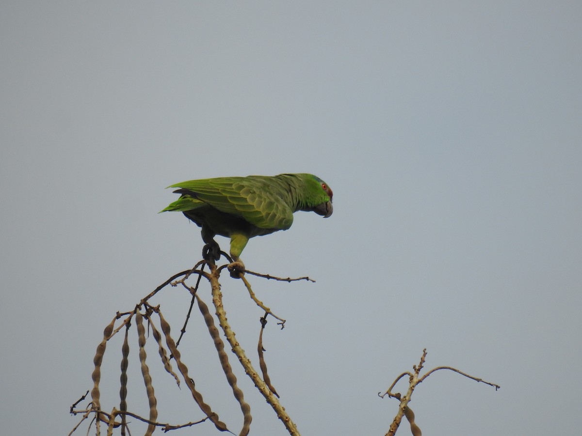 Festive Parrot (Southern) - ML622921769