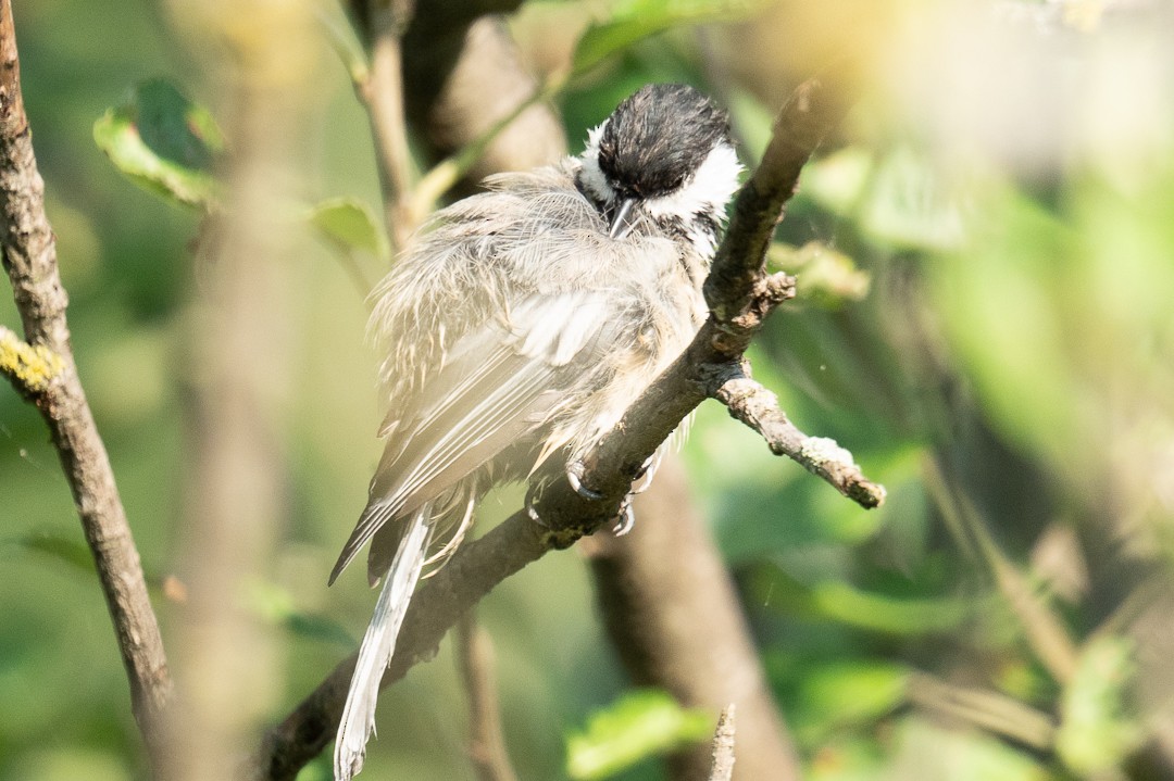 Black-capped Chickadee - ML622921936