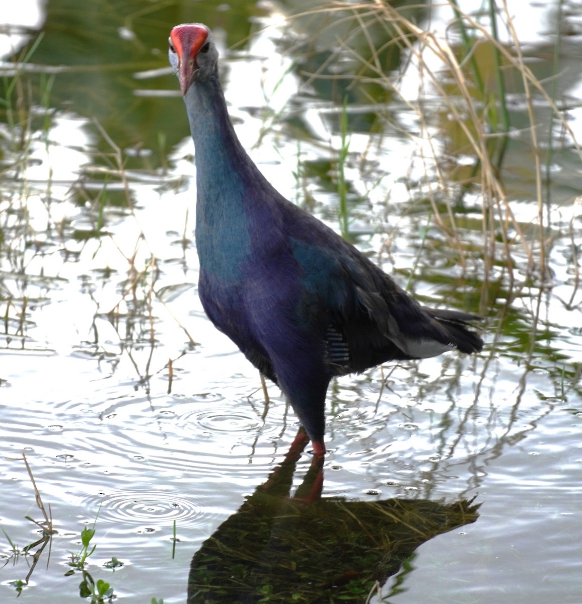 Gray-headed Swamphen - ML622921957