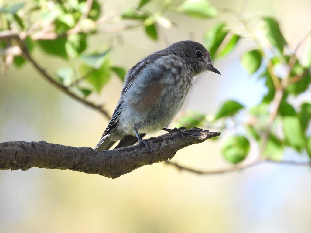 Western Bluebird - Jane Schrenzel