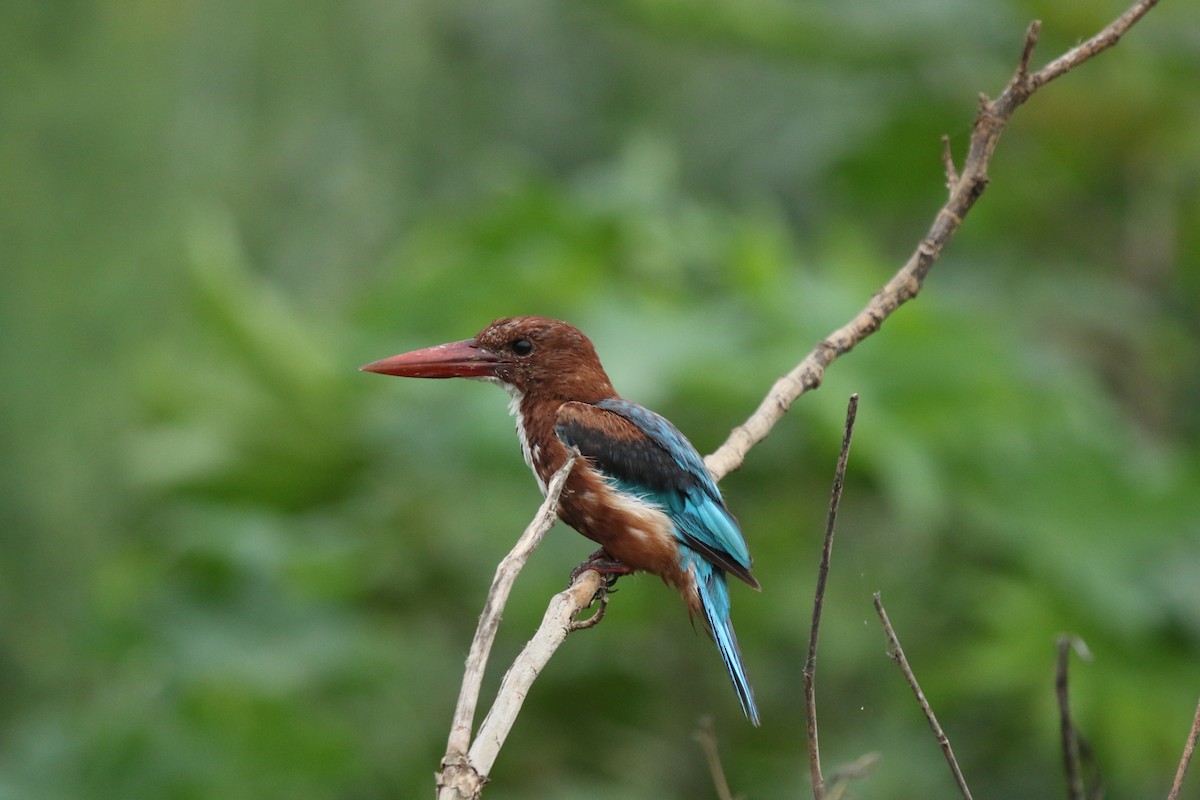 White-throated Kingfisher - ML622922141