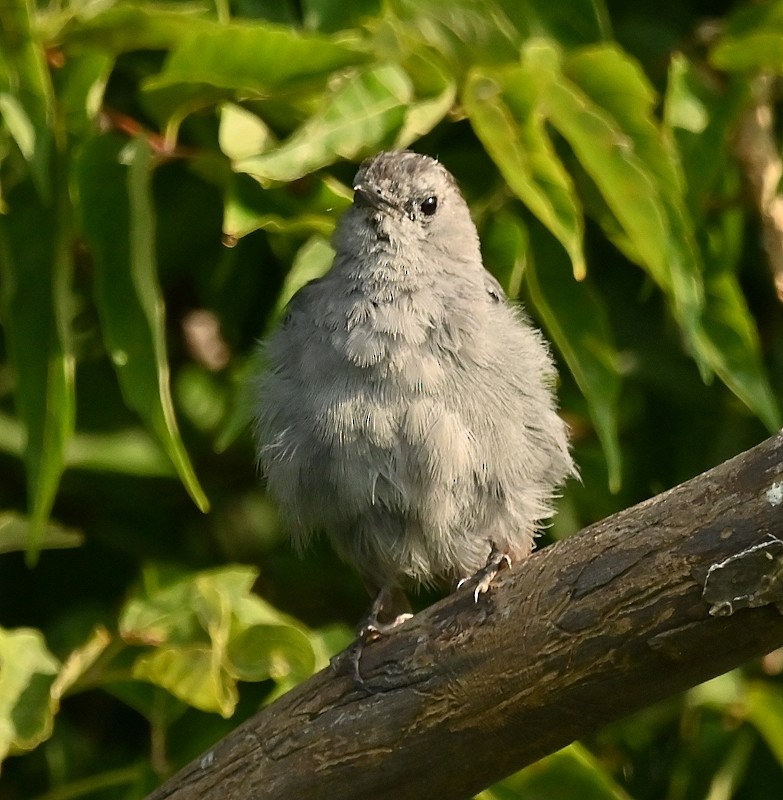 Gray Catbird - Regis Fortin