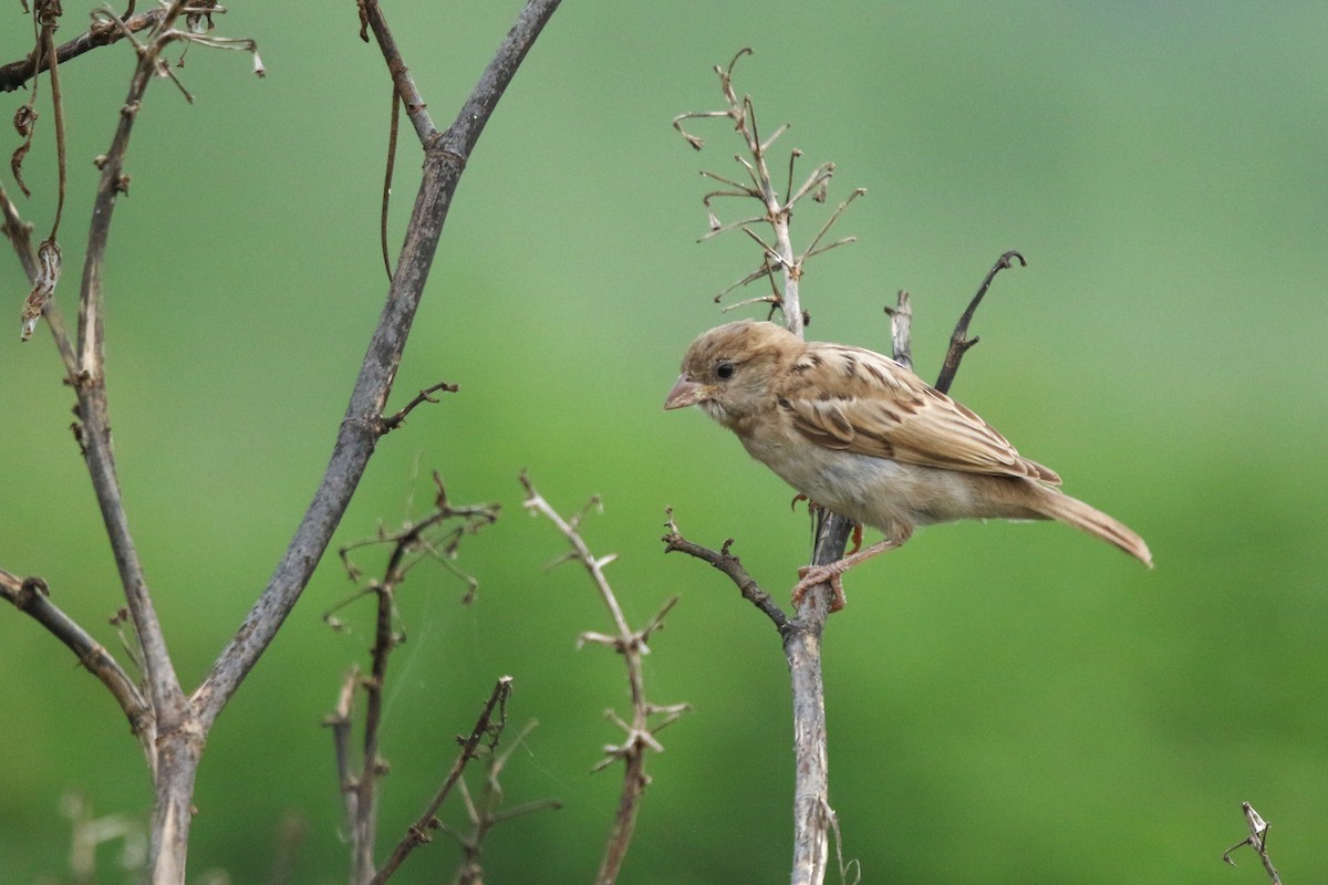 House Sparrow - ML622922151