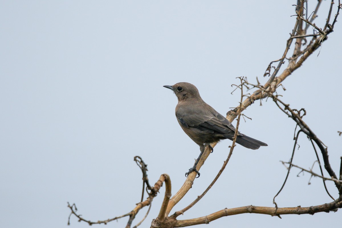 Brown Rock Chat - ML622922154