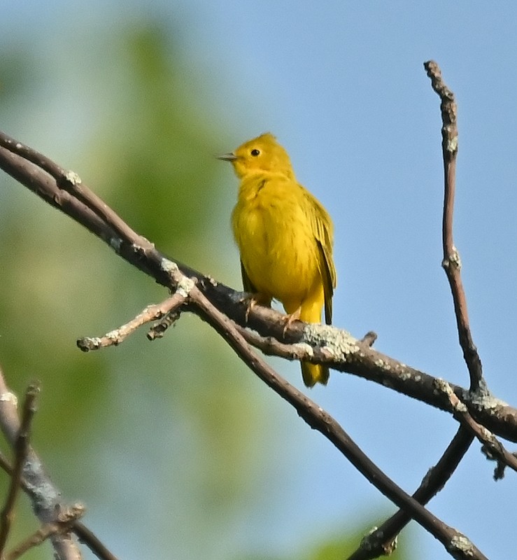 Yellow Warbler - ML622922155