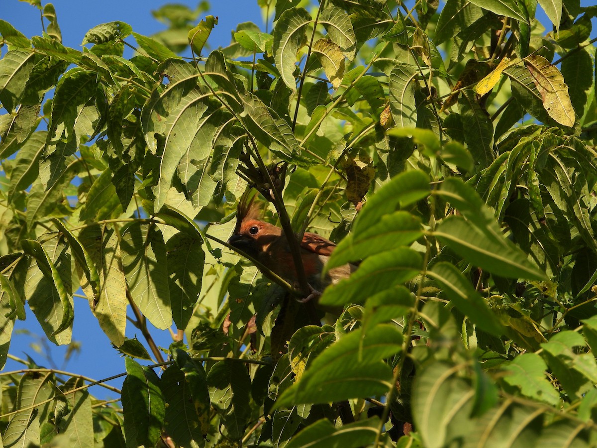 Northern Cardinal - ML622922167