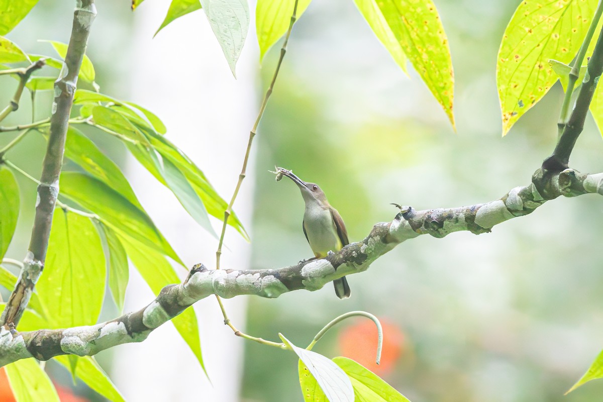 Orange-tufted Spiderhunter - Per Smith