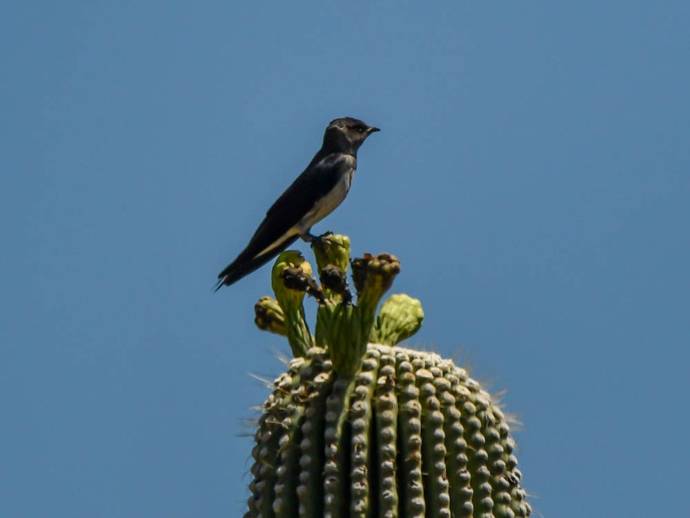 Golondrina Purpúrea (hesperia) - ML622922185