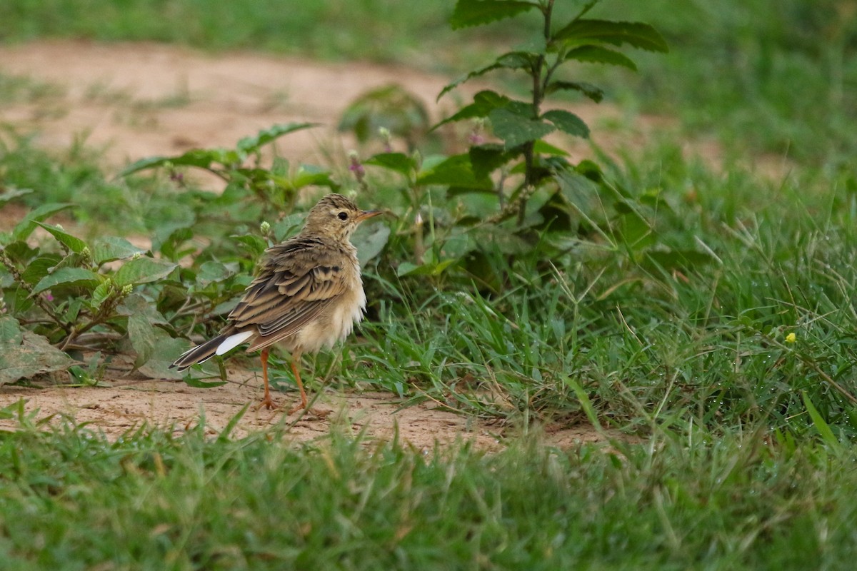 Paddyfield Pipit - ML622922189