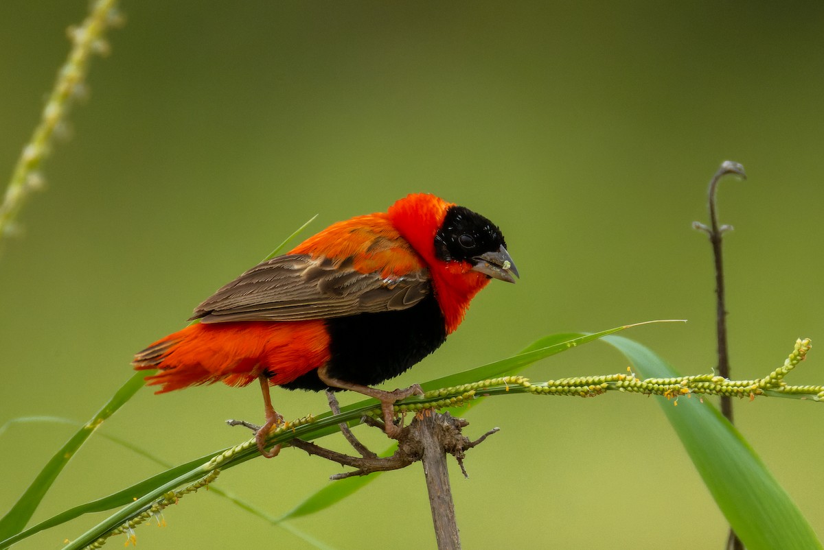 Northern Red Bishop - ML622922215