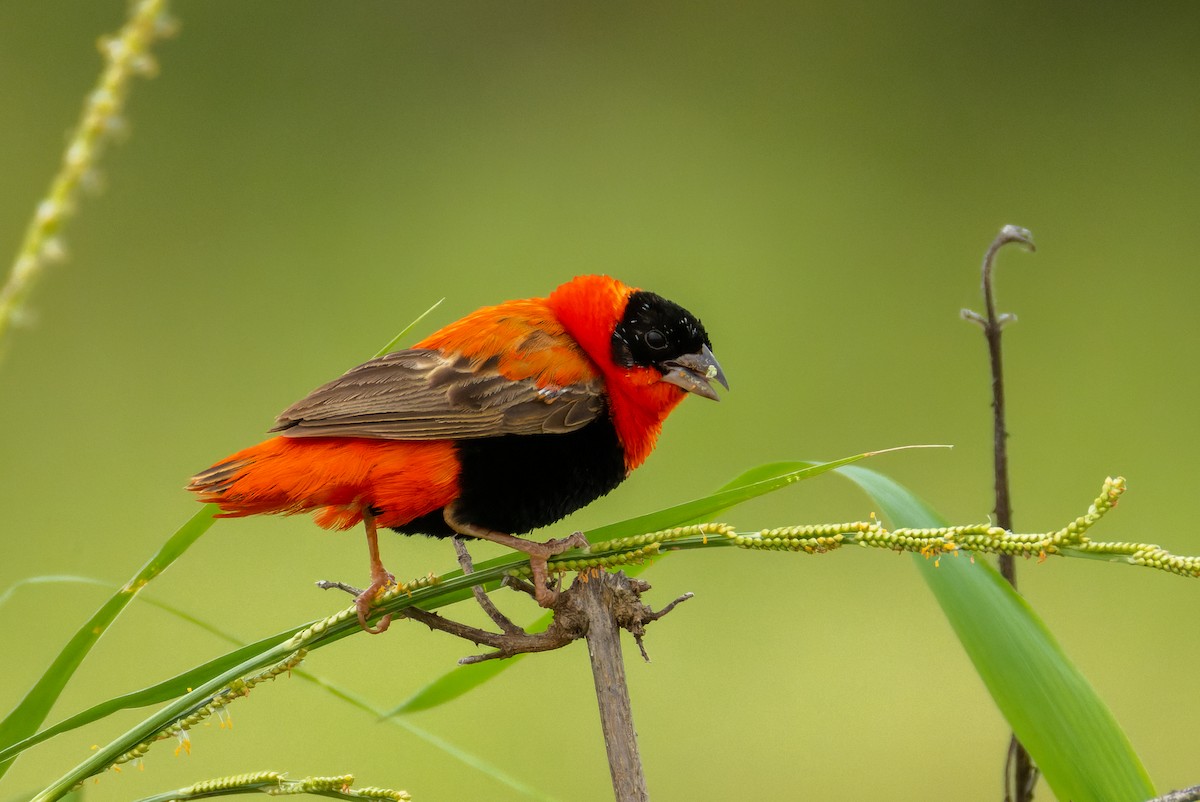 Northern Red Bishop - ML622922217