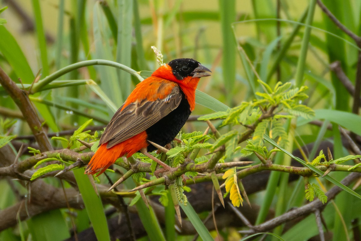 Northern Red Bishop - ML622922218