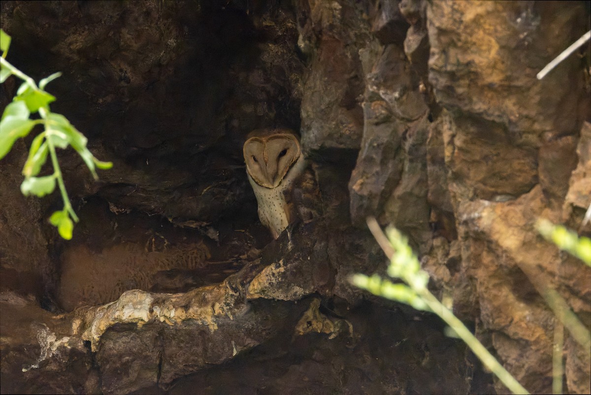 Barn Owl - ML622922333