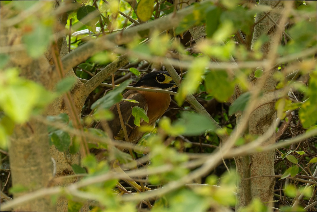 White-backed Night Heron - ML622922336