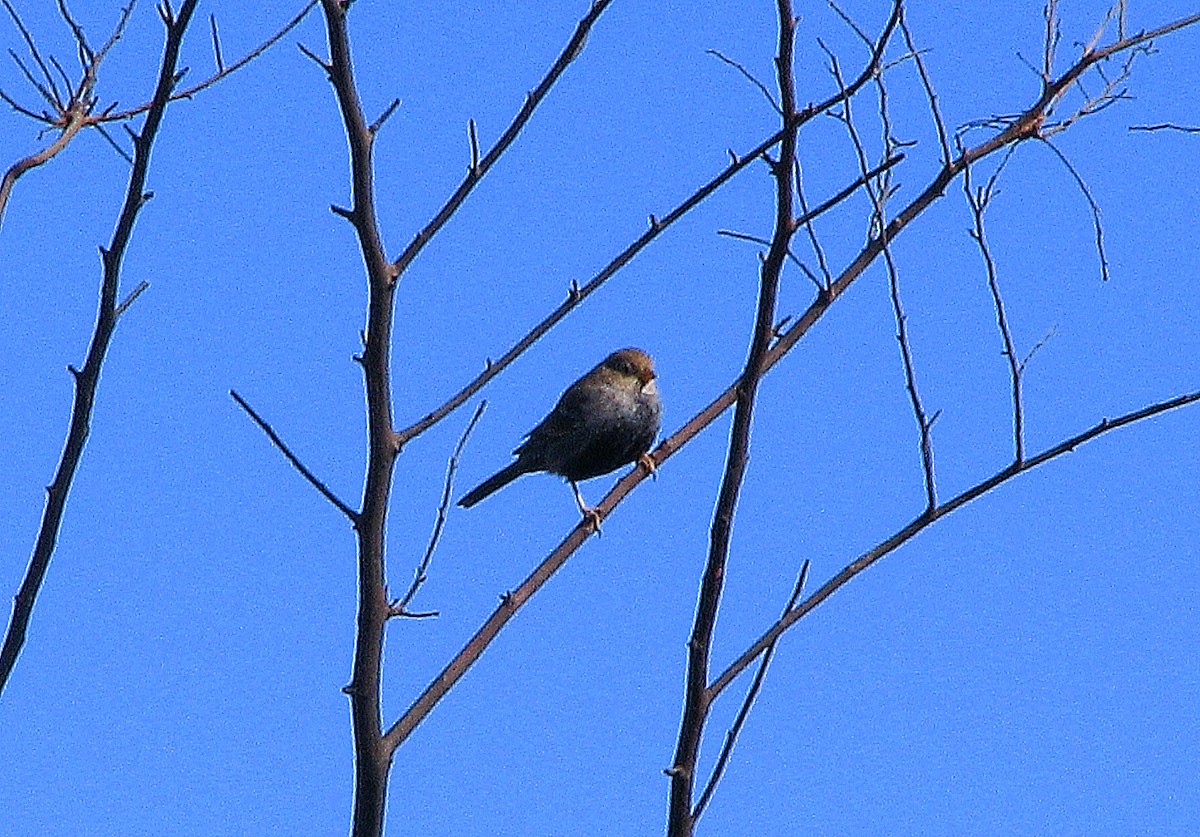 Carbonated Sierra Finch - ML622922342