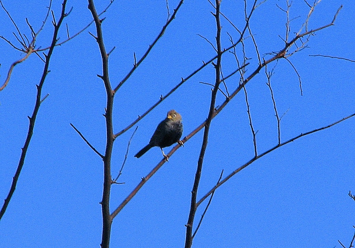 Carbonated Sierra Finch - ML622922344