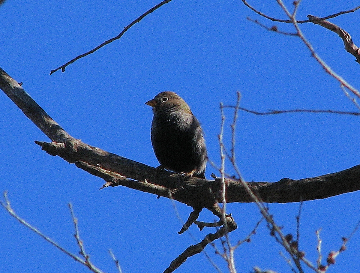 Carbonated Sierra Finch - ML622922345