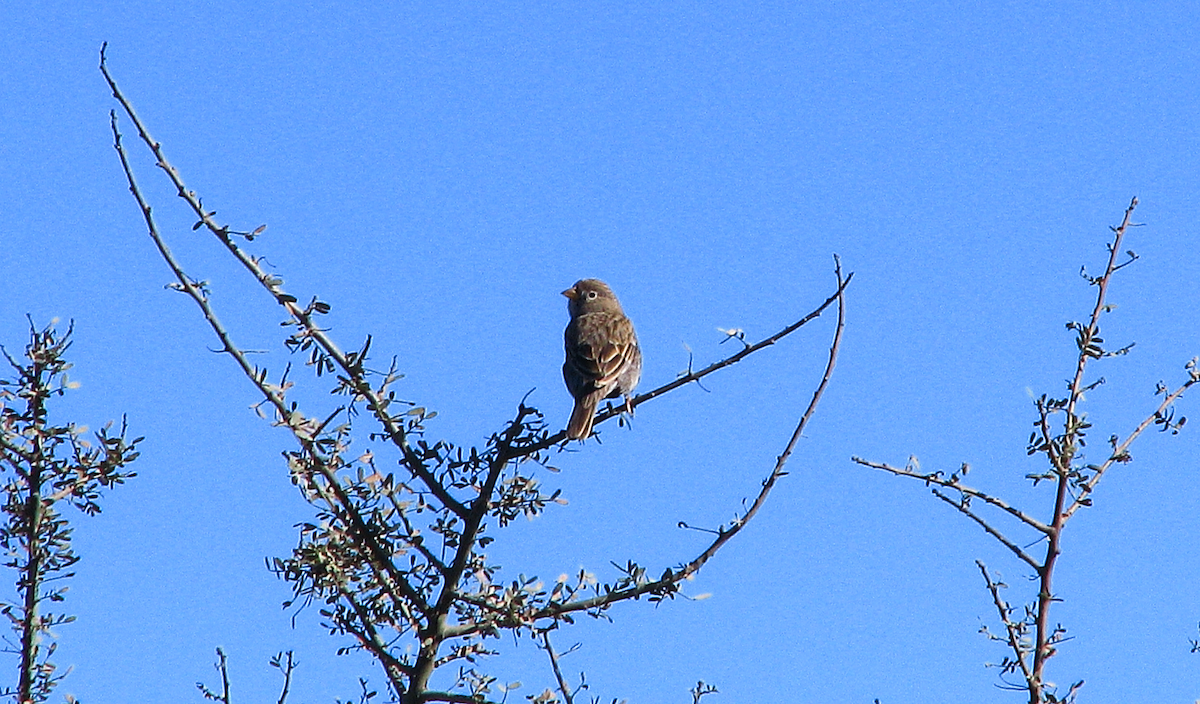 Carbonated Sierra Finch - ML622922350