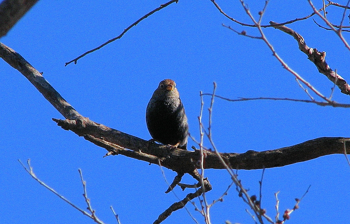 Carbonated Sierra Finch - ML622922351