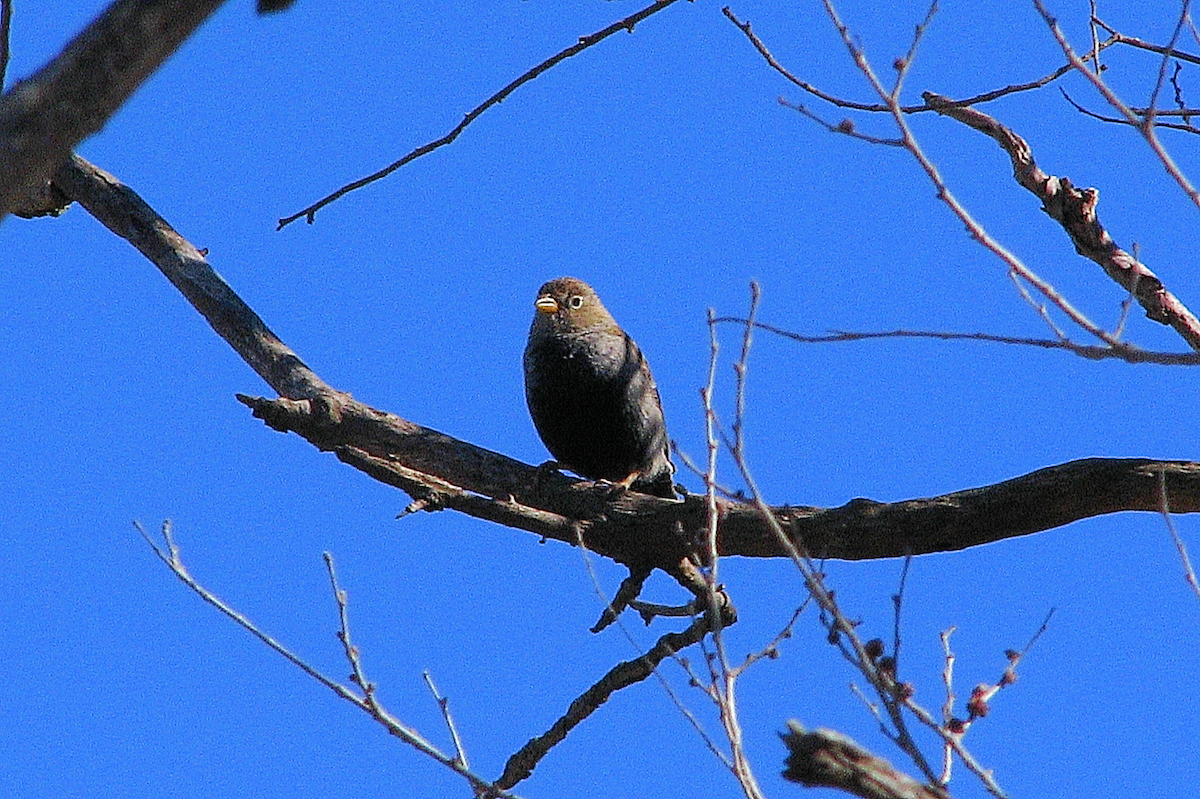 Carbonated Sierra Finch - ML622922352