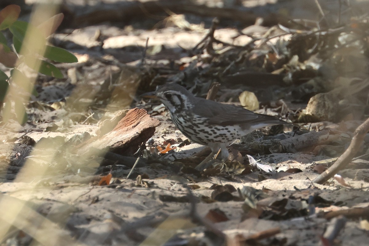 Groundscraper Thrush - ML622922360