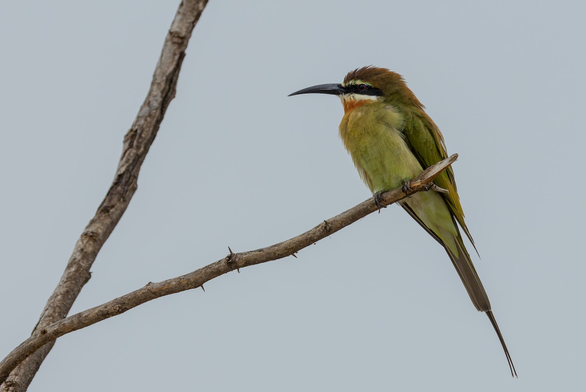 Madagascar Bee-eater - ML622922362