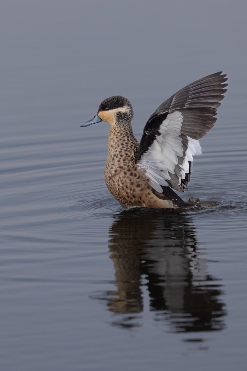 Blue-billed Teal - ML622922380