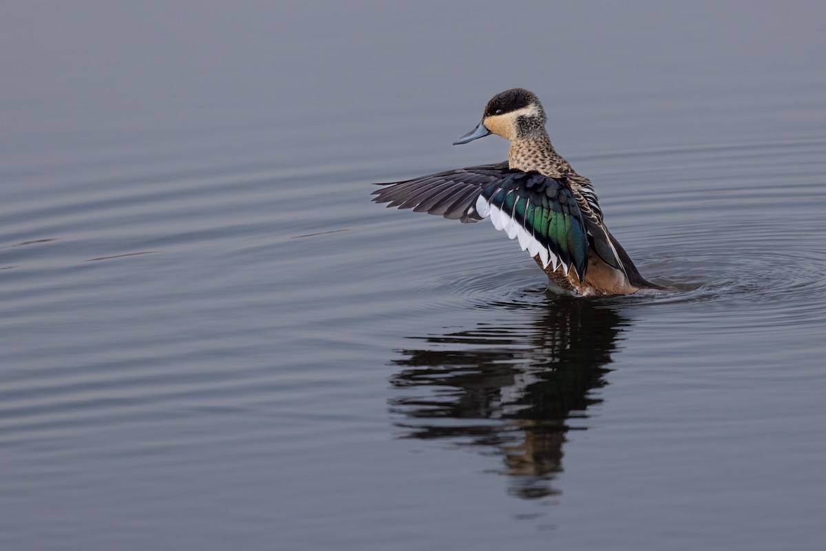 Blue-billed Teal - ML622922382