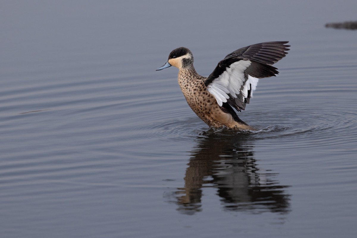 Blue-billed Teal - ML622922383