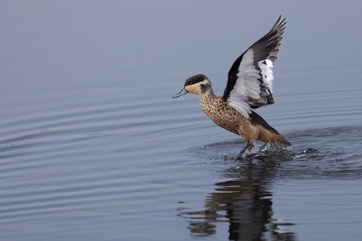 Blue-billed Teal - Mike “Champ” Krzychylkiewicz