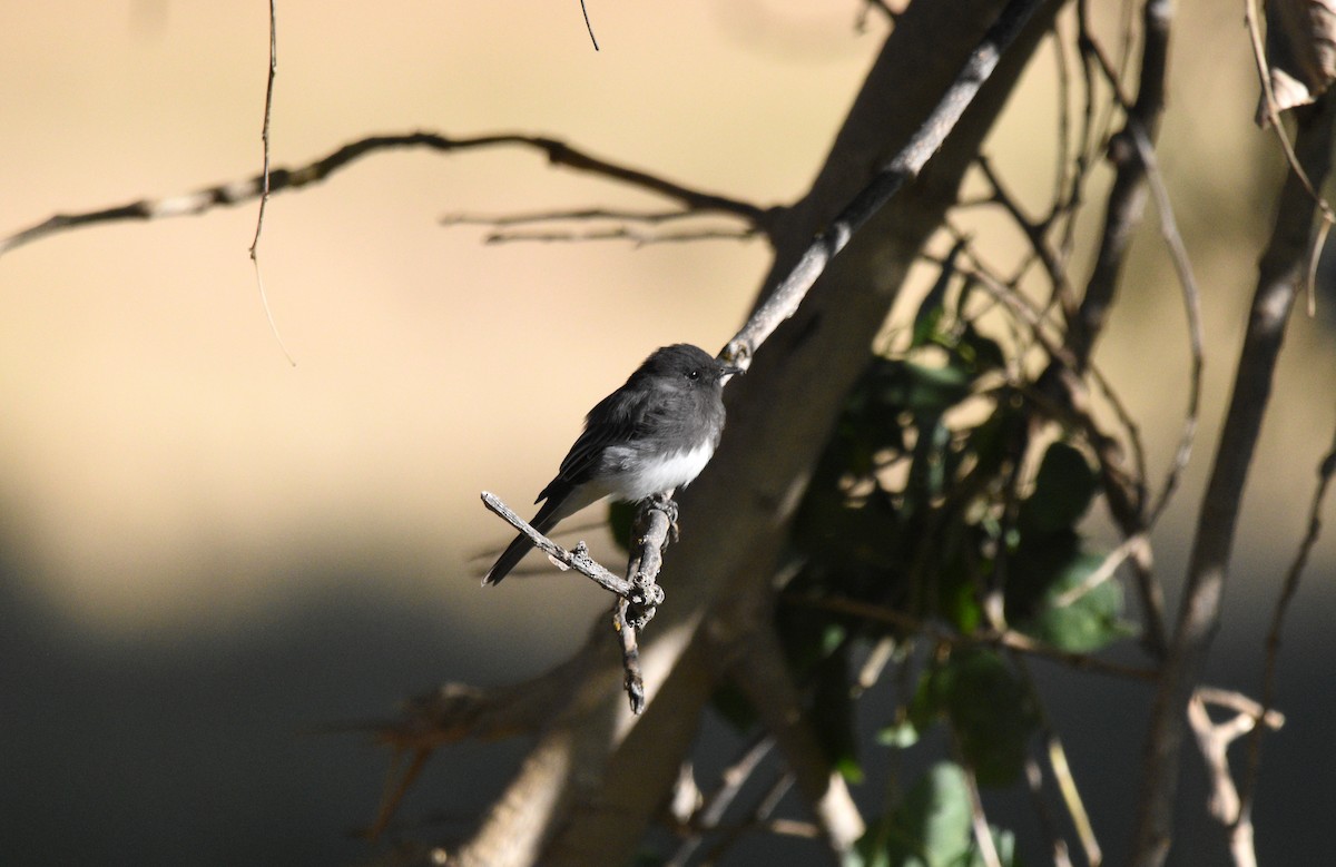 Black Phoebe - ML622922389