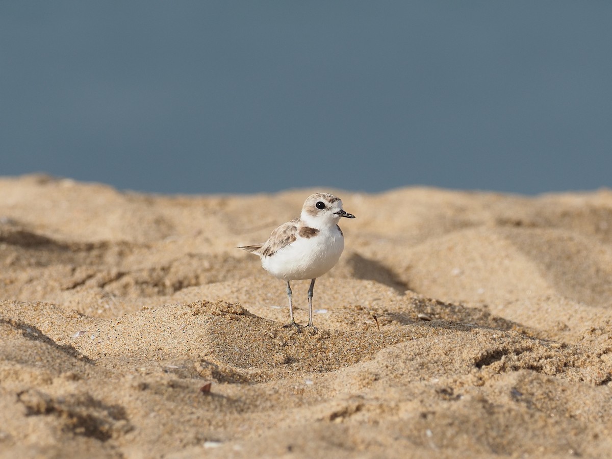 Snowy Plover - ML622922391