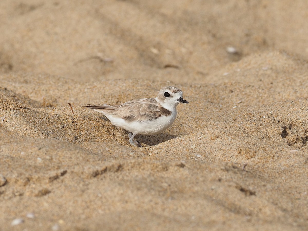 Snowy Plover - ML622922403