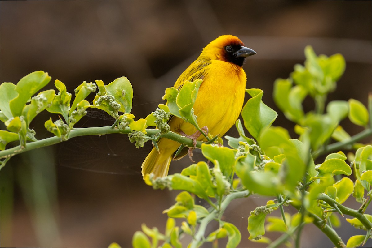 Northern Masked-Weaver - Gavin McKinnon