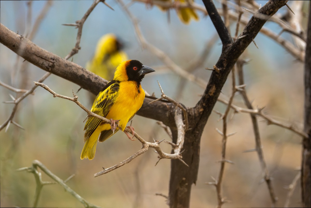 Village Weaver - ML622922439