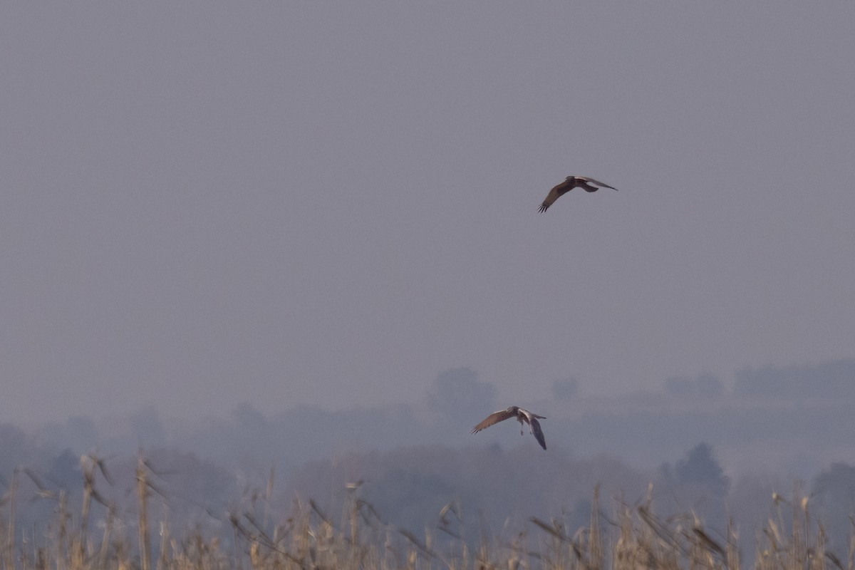 African Marsh Harrier - ML622922448